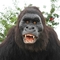 Modelo de gorila de animales animatrónicos realistas al aire libre Color natural