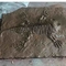 Réplicas del hueso del dinosaurio del centro comercial, cráneos fósiles de la réplica del dinosaurio