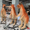 Canguro de animales animatrónicos realistas de 1,8 m para parque temático