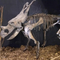 Réplica de esqueleto de dinosaurio resistente a la intemperie / Réplicas de hueso de dinosaurio