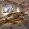 Réplica realista del esqueleto del dinosaurio/réplica del mundo jurásico para interior