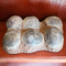 Réplicas del hueso del dinosaurio del centro comercial, cráneos fósiles de la réplica del dinosaurio