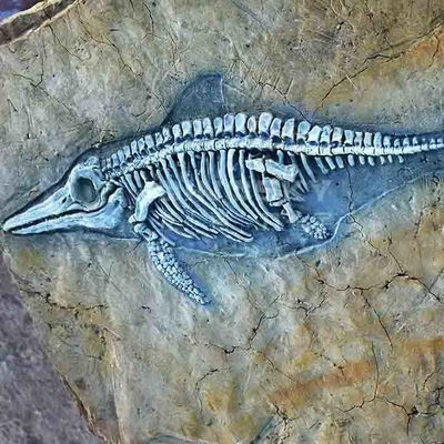 comprar Réplicas del hueso del dinosaurio del centro comercial, cráneos fósiles de la réplica del dinosaurio online manufacture