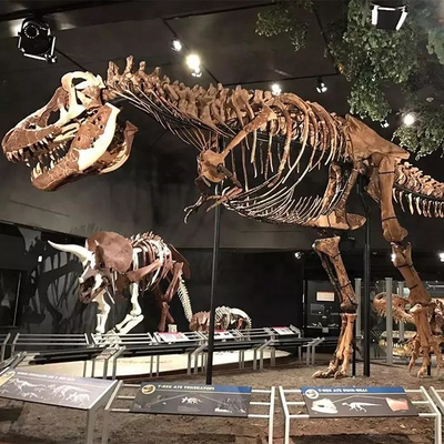 comprar Réplica de esqueleto de dinosaurio resistente a la intemperie / Réplicas de hueso de dinosaurio online manufacture