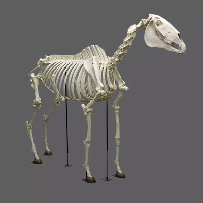 comprar Fósiles de réplica de esqueleto de dinosaurio de tamaño natural a prueba de agua / a prueba de sol online manufacture