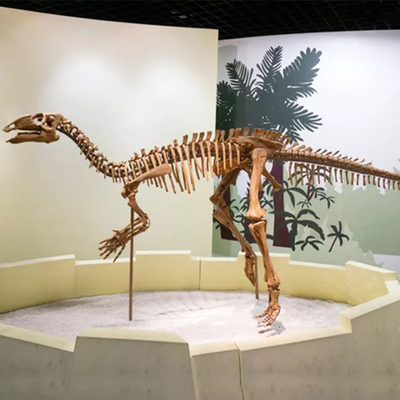 comprar Centro Comercial Dinosaurio Esqueleto Réplica Tamaño Personalizable Dinosaurio Cráneo Fósil online manufacture